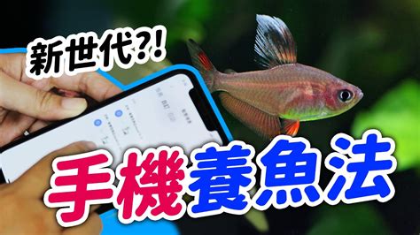 家裡養什麼魚最好|不用打氣的懶人魚種